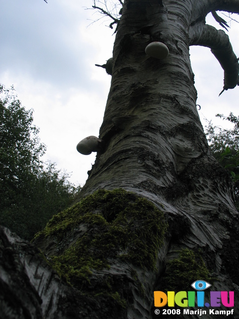 28117 White mushrooms on tree